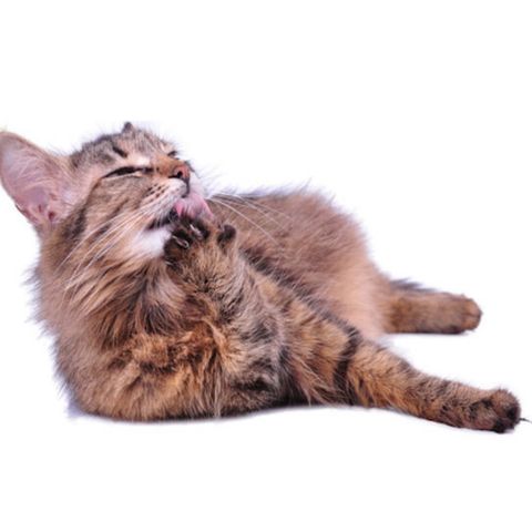 Are Cats Going Under The Radar? - Dr Jo Sillince