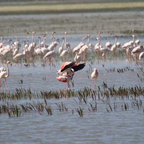 Noticias del sector: Tres CCAA de regantes de Doñana acceden a ayudas para digitalización del uso de agua