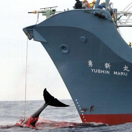 Endangered - Caccia ai balenieri giapponesi