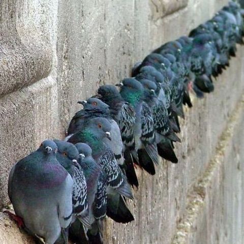 #sarnano Invasione di piccioni