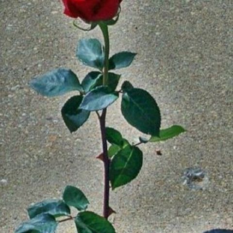 Monday Morning Thought : Embrace Being A Rose From The Concrete