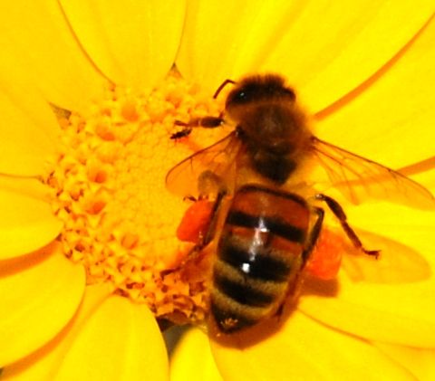 Giornata mondiale delle api .  Le news da Londra - E indovinate l'oggetto misterioso
