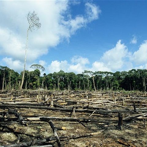 Banche britanniche nel mirino per i finanziamenti alla deforestazione