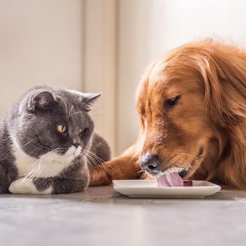 L’alimentazione di cani e gatti