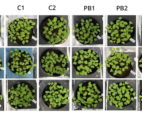 I batteri marini sono un fertilizzante naturale per il suolo