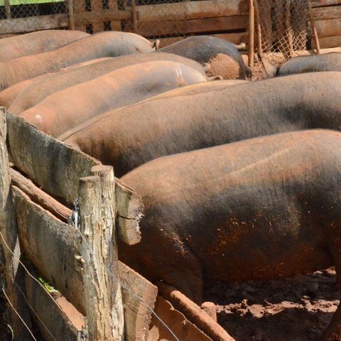 Cría de cerdos criollos en CIBA avileño