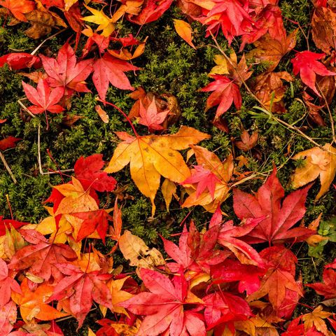 Episode 69 - Why Do Leaves Change Colour ?