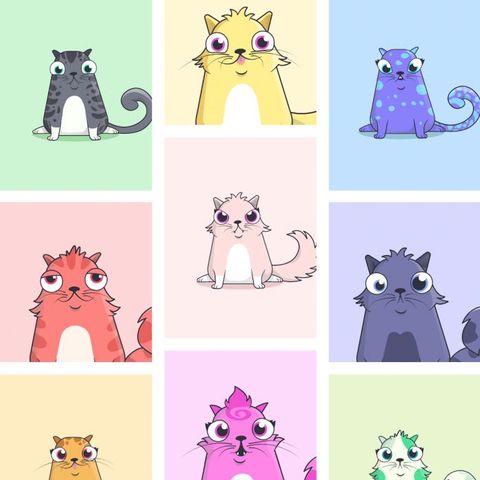 #ra Gatti ovunque, soprattutto su internet