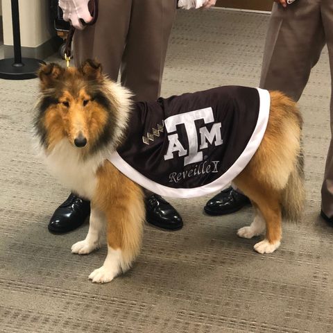 Reveille X is named the First Lady of Aggieland