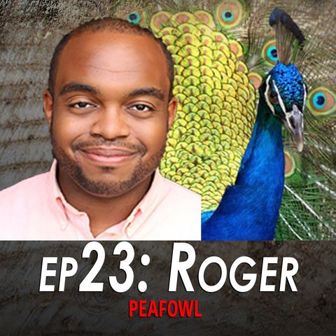 23 - Roger the Peafowl LIVE!
