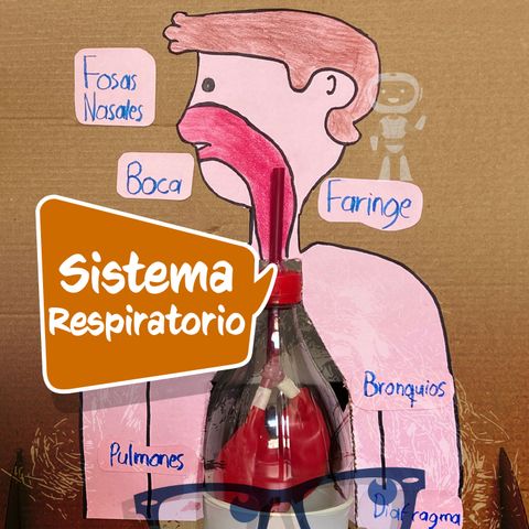 ¿Qué es el Sistema Respiratorio? (Explicación para niños)