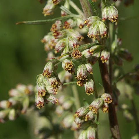 Gråbo