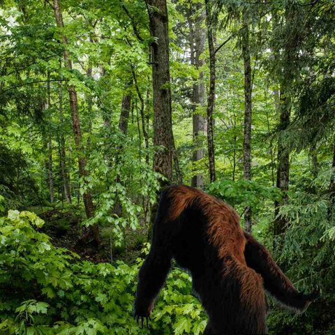 As People Begin To Enjoy The Outdoors Again After Lockdowns, Bigfoot Sightings Return...