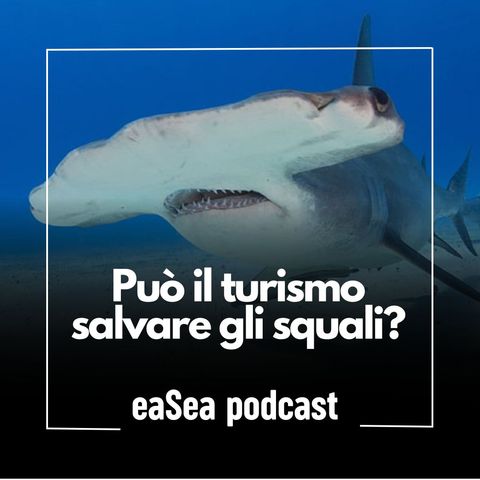 Può il turismo salvare gli squali?