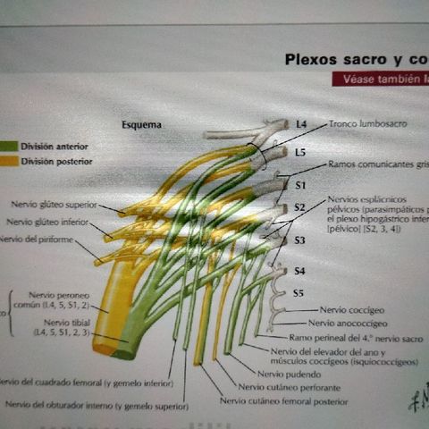 Plexo sacro