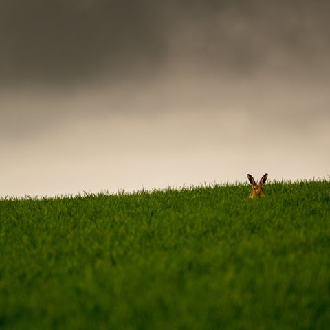 Fields of North Norfolk - March Hares