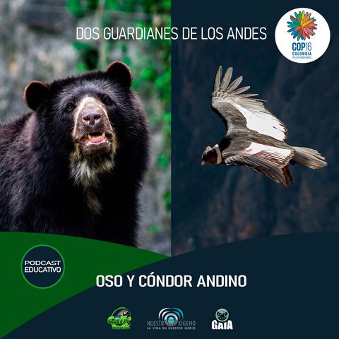 NUESTRO OXÍGENO Dos guardianes de los andes oso y cóndor andino