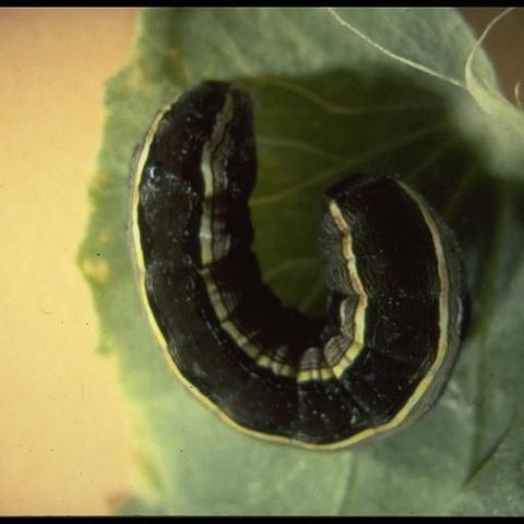 Armyworms are Marching On and On