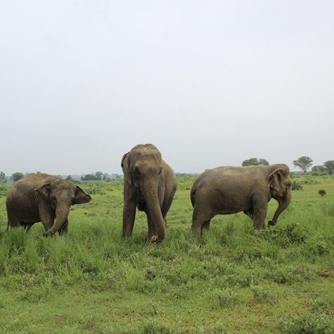 Informed Traveler SEG 1 (April 16/17) Dear Tourists: Stop Riding Elephants