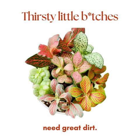 Episode 284 - Tips for soil ordering :)