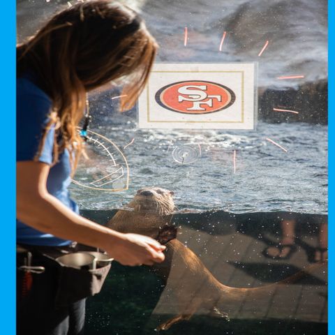 Stephannie Kettle - Mote Marine Lab - Who Otter Win the Super Bowl