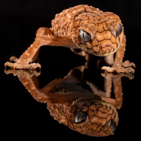 Gecko - Roger Jenkins