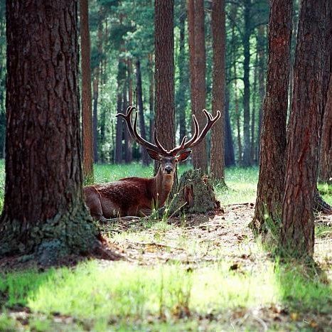 Ancient woodland love Meditation