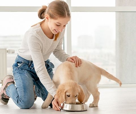 Nằm Mơ Thấy Nuôi Chó - Giải Mã Ý Nghĩa Và Điềm Báo Đặc Biệt
