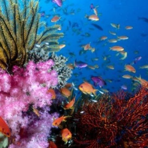 Da Bari a Monopoli scoperta una barriera corallina