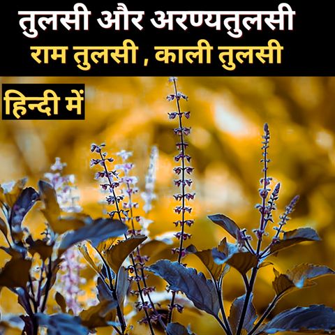 The Tulsi Plant: Secret of Health and Heritage