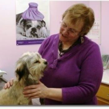 Holistic Health Care for Pets