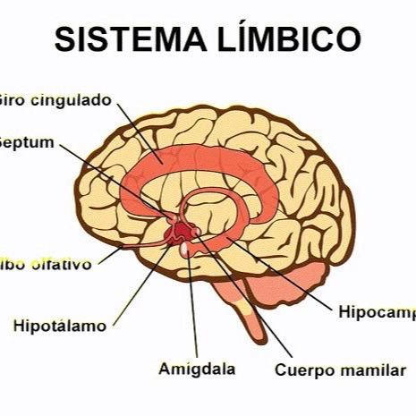 Procesos cognitivos básicos