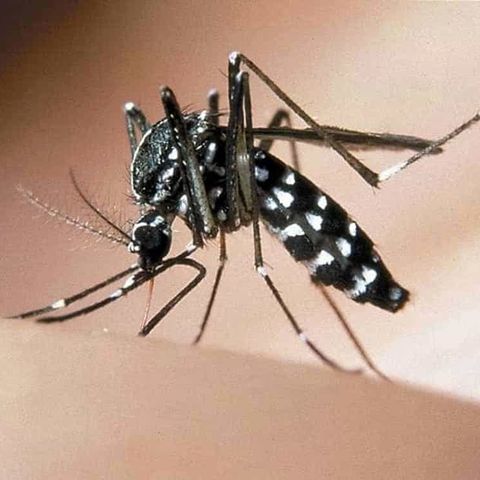 Virus dengue, allerta in Italia: controlli e aerei disinfettati a Fiumicino