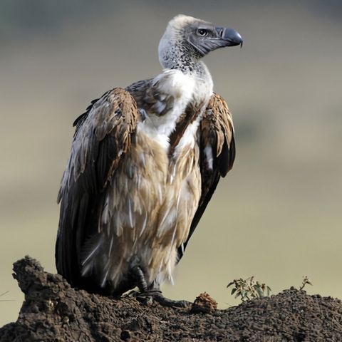 Ghevura, l'avvoltoio