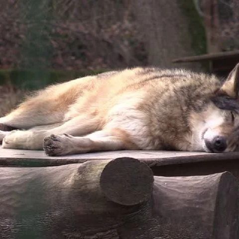 Podcast In English For Sleeping Wolf