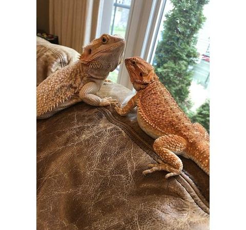 Faith's Animal Rescue Mission- Bearded Dragons!