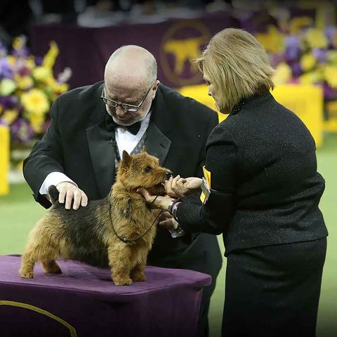 Just How Smart Is Your Dog Or Cat? - Foul Play At Westminster