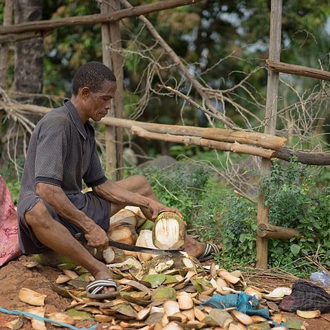 La storia di Alhaji, lo startupper che frena la deforestazione con gli scarti del cocco