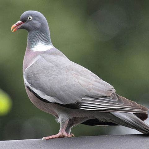 Pigeons Galore!