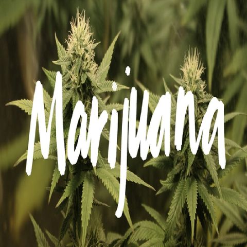 Marijuana, Marijuana, Marijuana