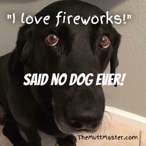 4th of July Tips Show 81 The Mutt Master