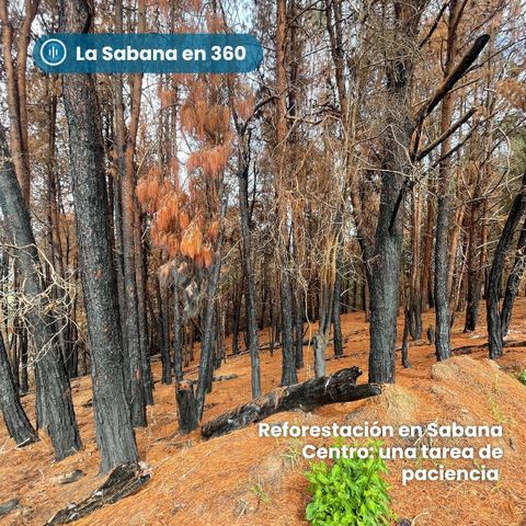 Reforestación en Sabana Centro: una tarea de paciencia