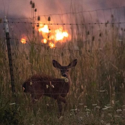 Animals of the wildfires