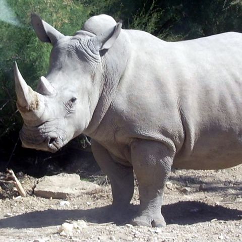 008.2 White Rhino