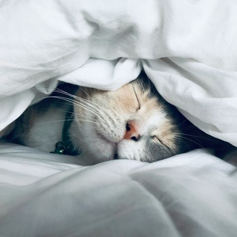 Will We Ever Live Without Sleep? Featuring Simone Giertz!