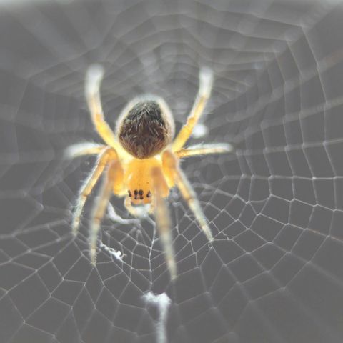 Spider sense