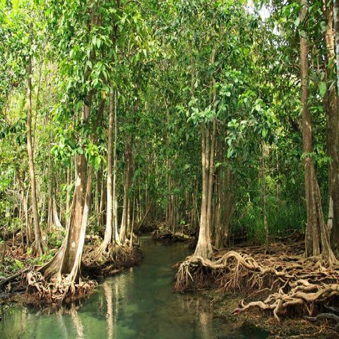 Reporta México incremento neto en superficie de manglar