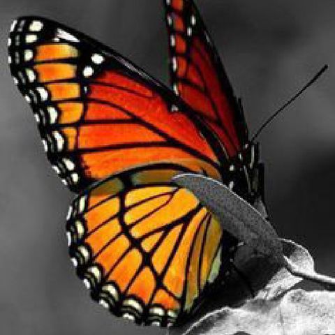 Butterfly ( Tibetan Bell And Shaman Voice)