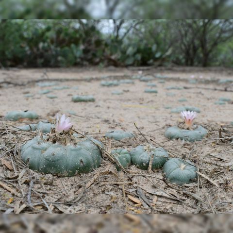 How Ancient Glaciers Affect Peyote - a Conversation with Keeper Trout from Cactus Conservation Institute