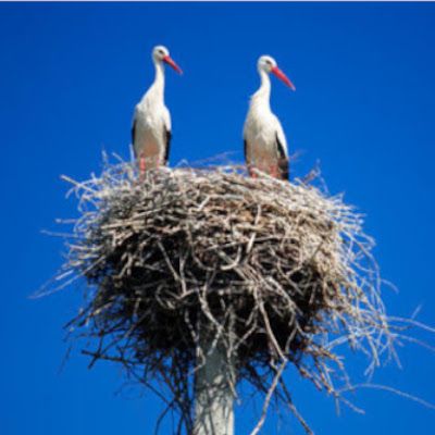 La complicata arte di costruzione di un nido